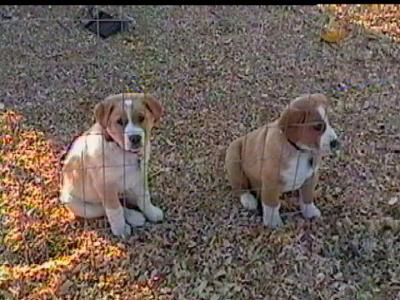 Max & Ruger 10 weeks 